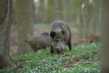Dzik euroazjatycki, dzik, (Sus scrofa) © Bartosz Rakoczy