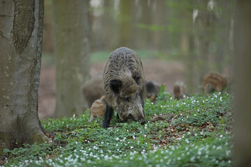 Dzik euroazjatycki, dzik, (Sus scrofa) © Bartosz Rakoczy