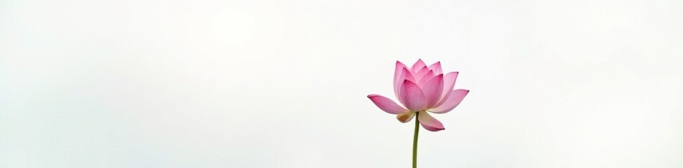 Fototapeta premium A solitary lotus in full bloom on a white background with a subtle gradient, serene, , peaceful
