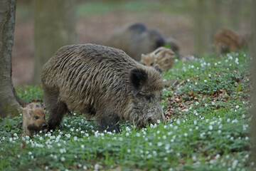 Dzik euroazjatycki, dzik, (Sus scrofa) © Bartosz Rakoczy