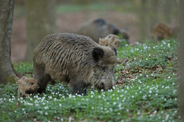 Dzik euroazjatycki, dzik, (Sus scrofa) © Bartosz Rakoczy
