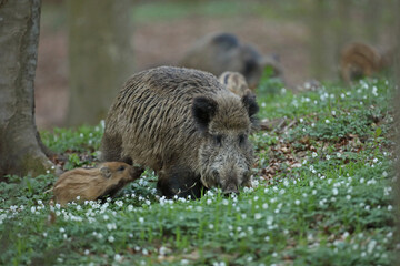 Dzik euroazjatycki, dzik, (Sus scrofa) © Bartosz Rakoczy