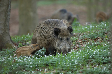 Dzik euroazjatycki, dzik, (Sus scrofa) © Bartosz Rakoczy