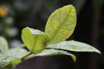 leaf with dew