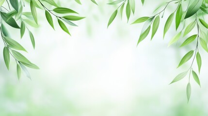 Fototapeta premium Delicate willow branches in fresh green, soft morning light, serene and minimalist Qingming Festival scene.