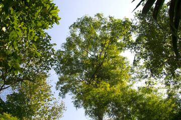 Green trees and leaves on sky background
