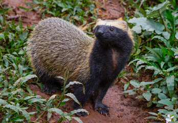 Lesser grison (Galictis cuja)