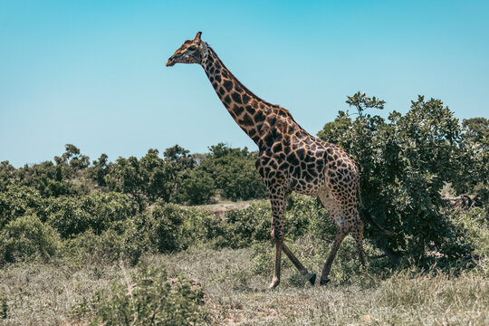 Wild giraffe seen on safari in Kruger National Park. South Africa