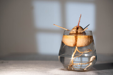 sprout avocado seed in water