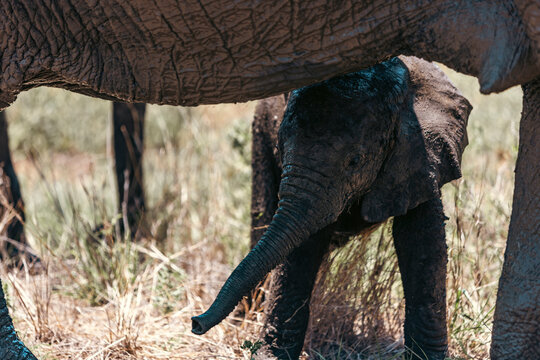 Wild elephants seen on safari in Kruger National Park. South Africa
