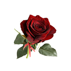 Fototapeta premium Single Dark Red Rose with Red Ribbon Bow on Transparent Background