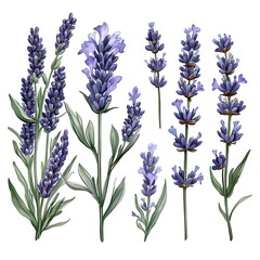 Naklejka premium Different Types of Lavender Botanical Illustration on White Background