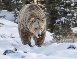 Obraz premium A bear on the hunt, a massive brown bear