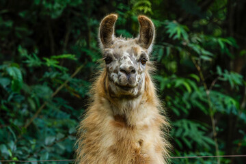 Portrait of a Llama