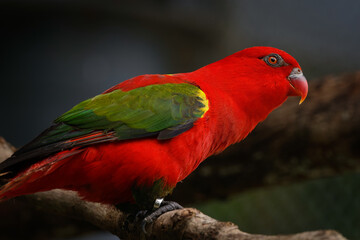 Chattering lory - Lorius garrulus 
