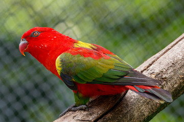 Chattering lory - Lorius garrulus 