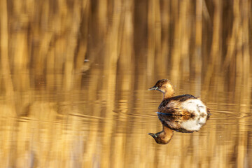 Little Grebe