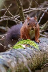 Red Squirrel