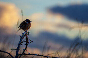 Stonechat