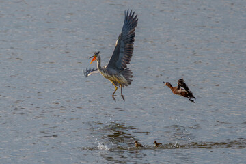 Heron fought off by duck