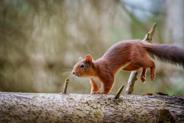 Red Squirrel
