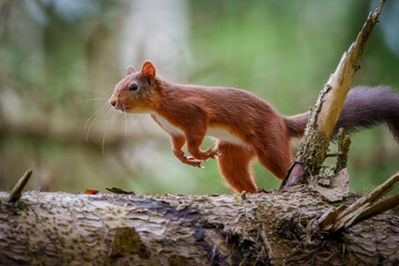 Red Squirrel