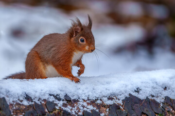 Red Squirrel
