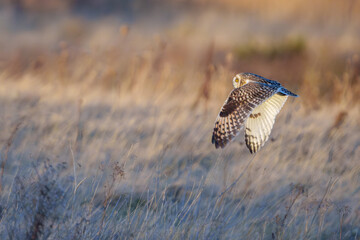 Short eared owl
