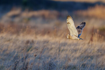 Short eared owl