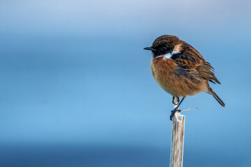 Stonechat