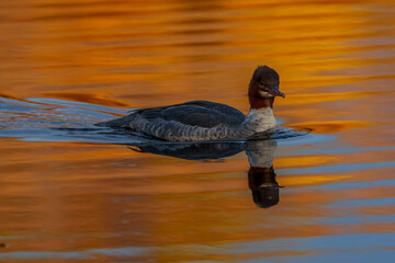 Great crested grebe