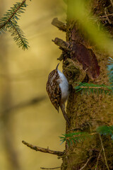 Tree creeper