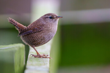 Wren