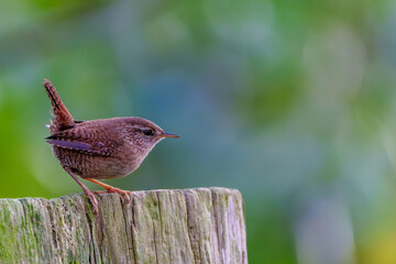 Wren