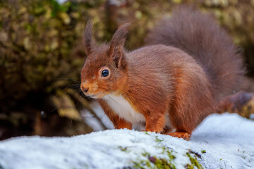 Red Squirrel in Northumberland