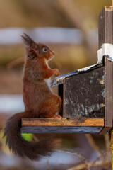 Red Squirrel in Northumberland