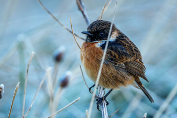 Stonechat