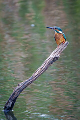 Kingfisher