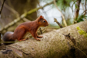 Red Squirrel in Northumberland