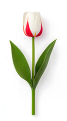 Single tulip flower isolated on white background