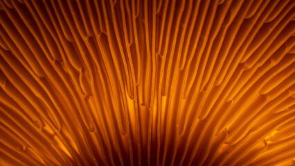 Extreme close-up of mushroom gills with warm lighting, highlighting their intricate texture and organic beauty.