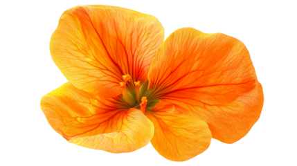 Nasturtium flower bright petals isolated on transparent  background 