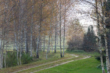 A driveway curve through a birch alley on a rainy autumn day
