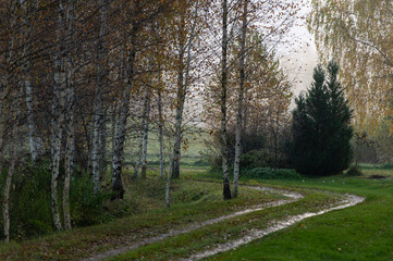 A driveway curve through a birch alley on a rainy autumn day