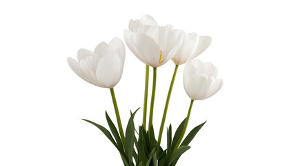 Bouquet of Fresh White Tulips with Green Leaves Against a Clean Background Ideal for Spring and Floral Arrangement Designs