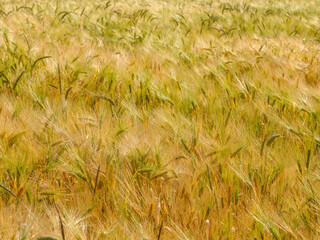 Reifes Gerstenfeld im Sommerwind – goldene Ähren in Nahaufnahme