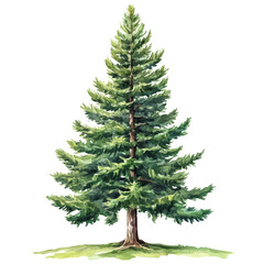 A watercolor vector of a Chilean pine tree, isolated on a white background. Pine tree vector.
