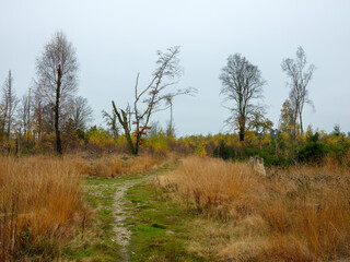 Herbstlicher Abschnitt des Hermannshöhenwegs im Eggegebirge