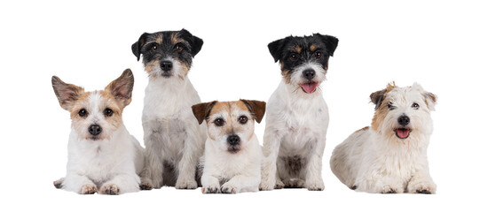 Row of 5 Jack Russel dogs in different ages and colors. Sitting and laying side by side. All looking towards camera. Isolated cutout on a transparent background.