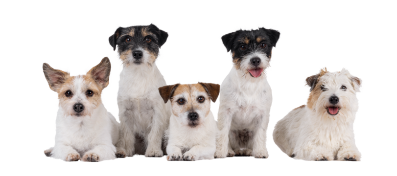 Row of 5 Jack Russel dogs in different ages and colors. Sitting and laying side by side. All looking towards camera. Isolated cutout on a transparent background.